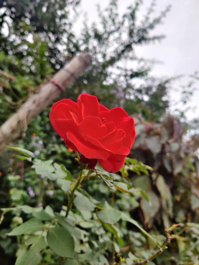 Westernghats Homestay Madikeri Eksteriør billede