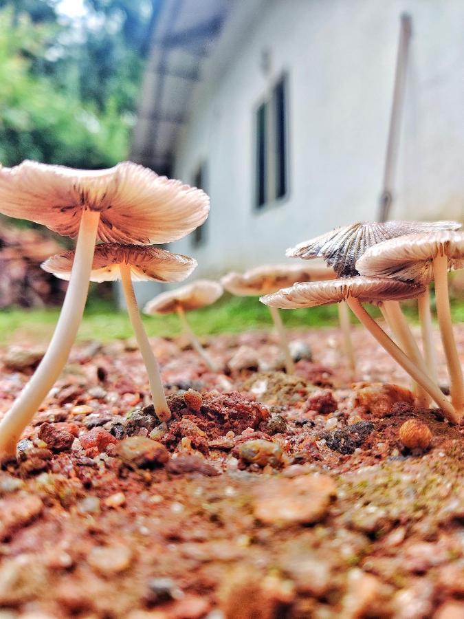 Westernghats Homestay Madikeri Eksteriør billede