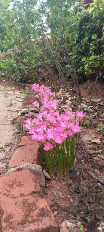 Westernghats Homestay Madikeri Eksteriør billede